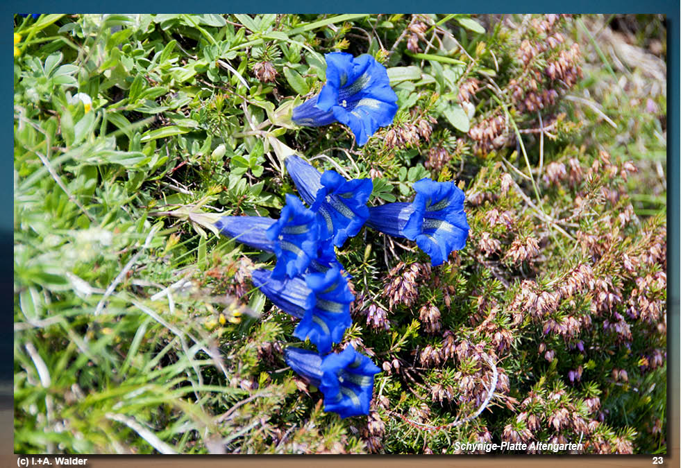 Reiseführer Schynige-Platte-Bahn